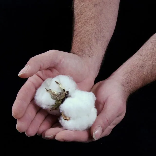 thumbnail for publication: Understanding Cotton (Gossypium hirsutum L.) Fiber Quality for American Upland Cotton: From Field Factors to Market Consequences